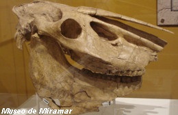 http://www.grupopaleo.com.ar/museodemiramar/naturales/onohipidium.JPG