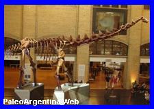 http://www.grupopaleo.com.ar/paleoargentina/Futalongkosaurus1.JPG