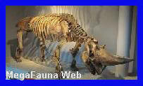 http://www.grupopaleo.com.ar/paleoargentina/megafauna/Elasmotherium1.jpg