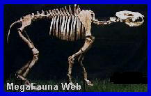 http://www.grupopaleo.com.ar/paleoargentina/megafauna/Percrocuta2.jpg