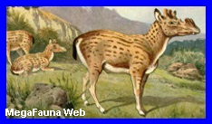 http://www.grupopaleo.com.ar/paleoargentina/megafauna/Protoceras2.jpg