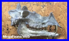 http://www.grupopaleo.com.ar/paleoargentina/megafauna/protoceras1.jpg